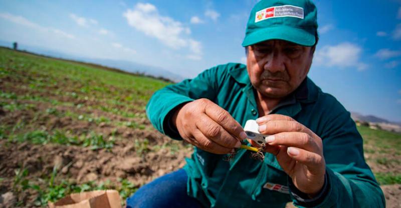 “En estos momentos no hay plagas que arriesguen la producción nacional”