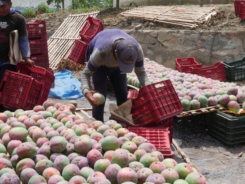 “En la próxima campaña, el mango estará caro”