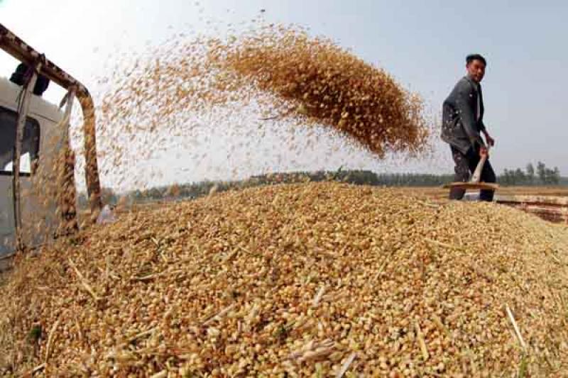 En los primeros siete meses del año, Perú importó más de US$ 166 millones en trigo desde Canadá