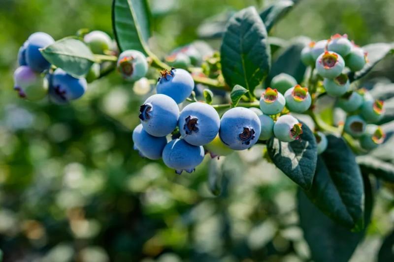 “En Perú y México, los arándanos que mejor han afrontado el estrés climático han sido Blue Madeira, Blue Manila y Blue Maldiva”