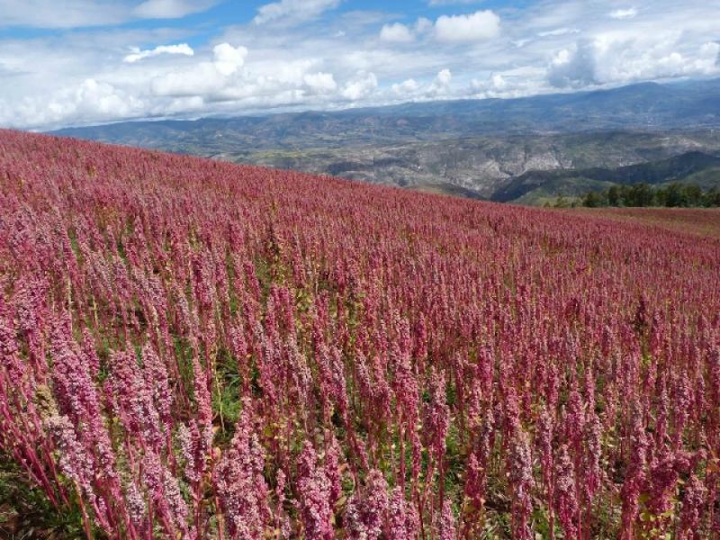 EN PUNO LOGRAN CERTIFICACIÓN DE QUINUA ORGÁNICA ROJA, BLANCA Y NEGRA