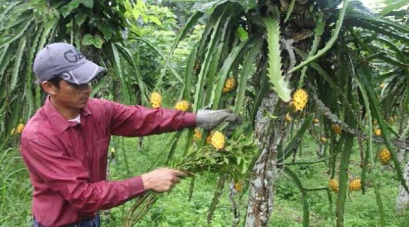 EN TRES AÑOS LA PITAHAYA PASÓ DE COSTAR S/ 70 A S/ 250 EL CIENTO EN CHACRA