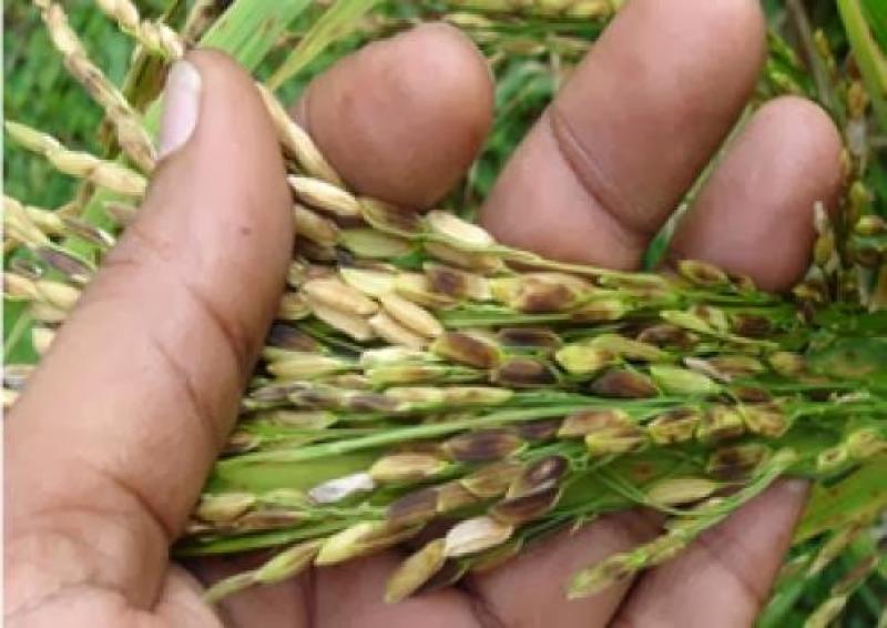 ENFERMEDAD CAUSA MERMAS DE LA CALIDAD Y RENDIMIENTO DEL CULTIVO DE ARROZ