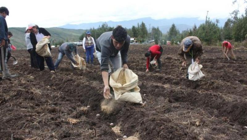 Entre 10% y 15% de trabajadores del sector agrario no quieren vacunarse