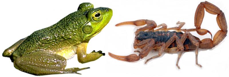 Entre Sapos y Alacranes