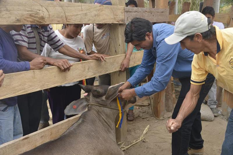 ENTREGAN GANADO VACUNO A POBLADORES DE KIMBIRI