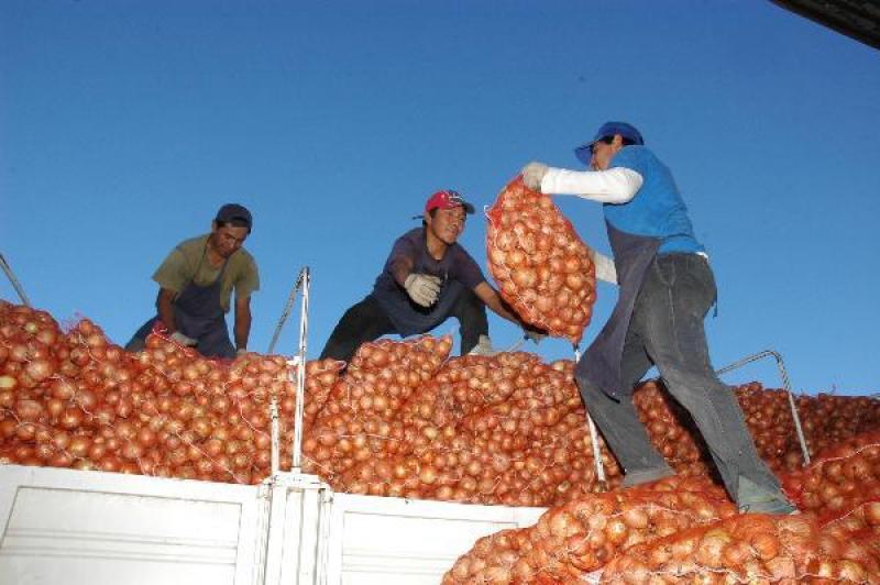 ENVÍOS DE CEBOLLA FRESCA CAYERON 60%