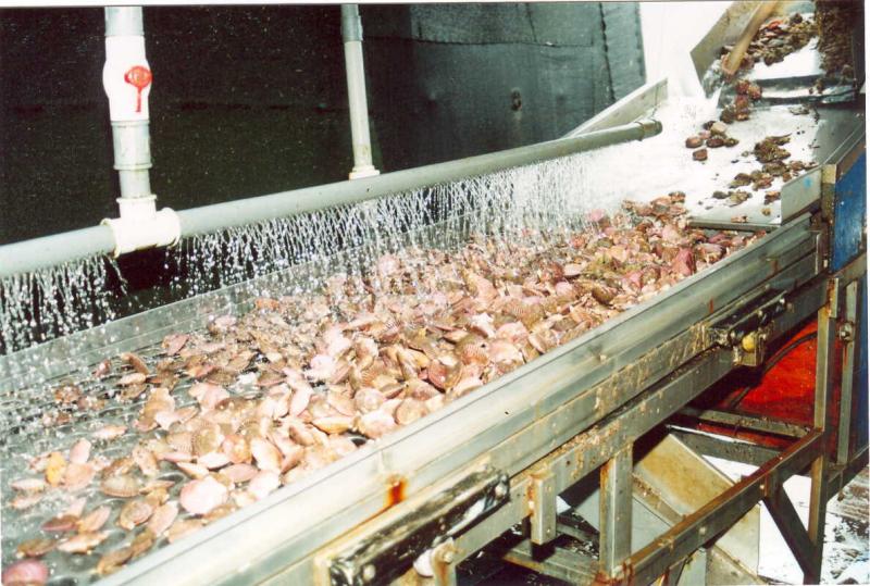 ENVÍOS DE CONCHAS DE ABANICO CAYERON 7.9% EN EL PRIMER TRIMESTRE DEL AÑO