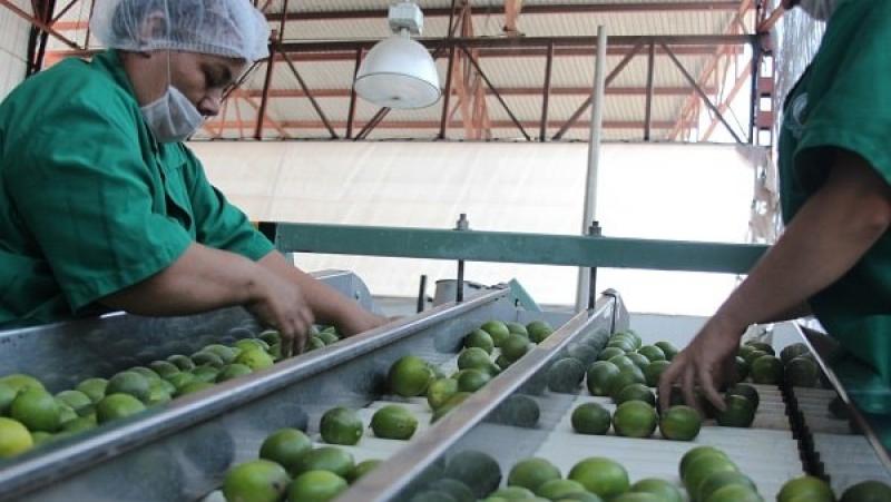 Envíos de limón fresco atravesaron una de las semanas más bajas del año