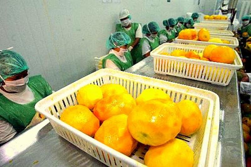 ENVÍOS DE MANGO MUESTRAN CAÍDA DE 55%