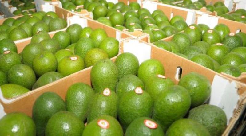 ENVÍOS DE PALTA A ESPAÑA SUMAN US$ 10.5 MILLONES EN PRIMER CUATRIMESTRE