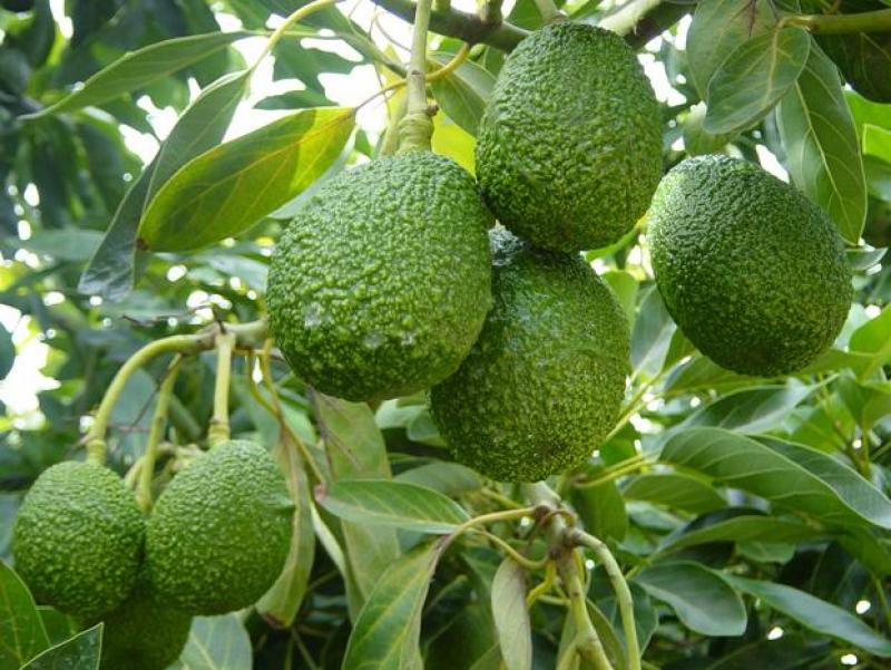 ENVÍOS DE PALTA CAMPOSOL A CHILE AUMENTARÁN DE 400 TM A 10.000 TM EN 2014 