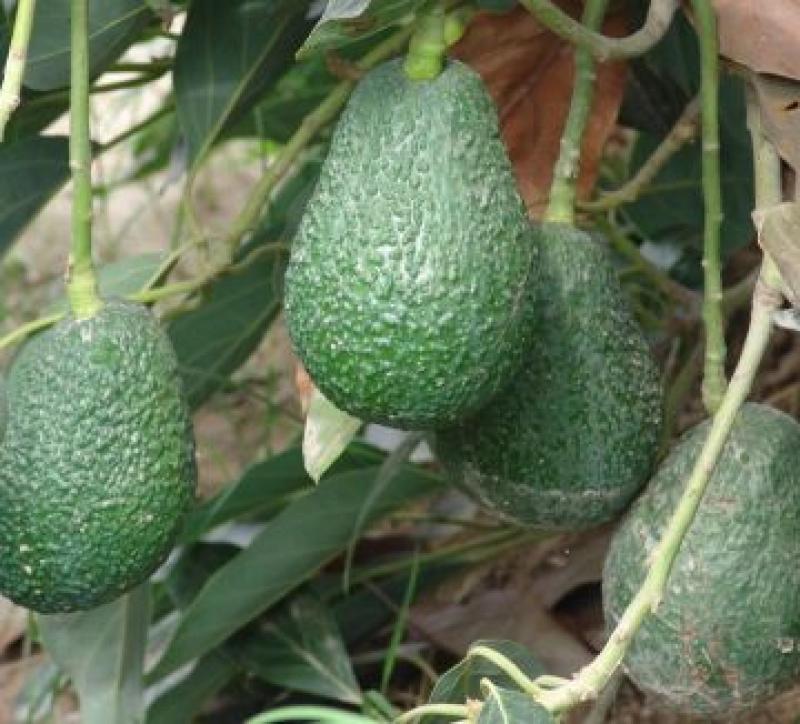 ENVÍOS DE PALTA DISMINUYERON 35% 