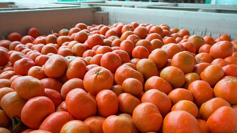 Es probable que los exportadores de cítricos de Perú y Sudáfrica opten por Europa como mercado seguro debido a la incertidumbre en EE.UU.