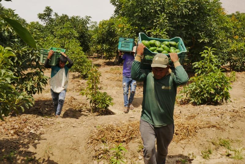 Escasez de agua habría provocado reducción de 39% en la exportación de palta en Áncash