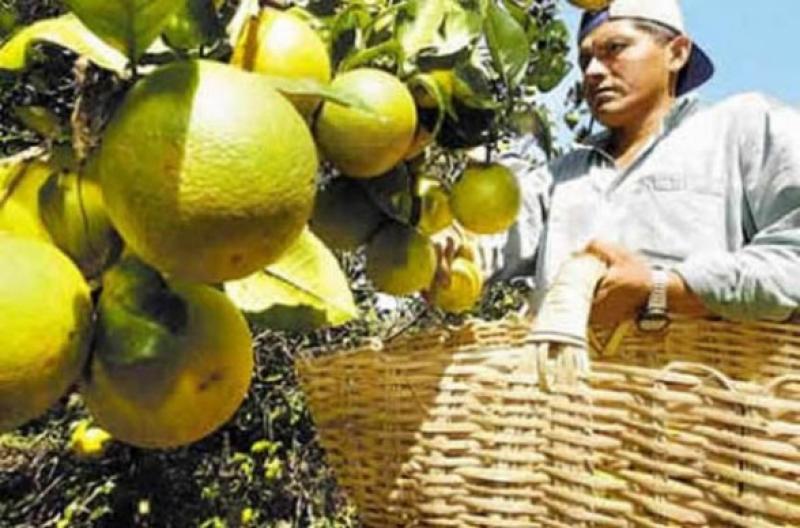 ESCASEZ DE LIMAS EN EUROPA POR LLUVIAS EN BRASIL Y DEMORA EN COSECHA DE MÉXICO