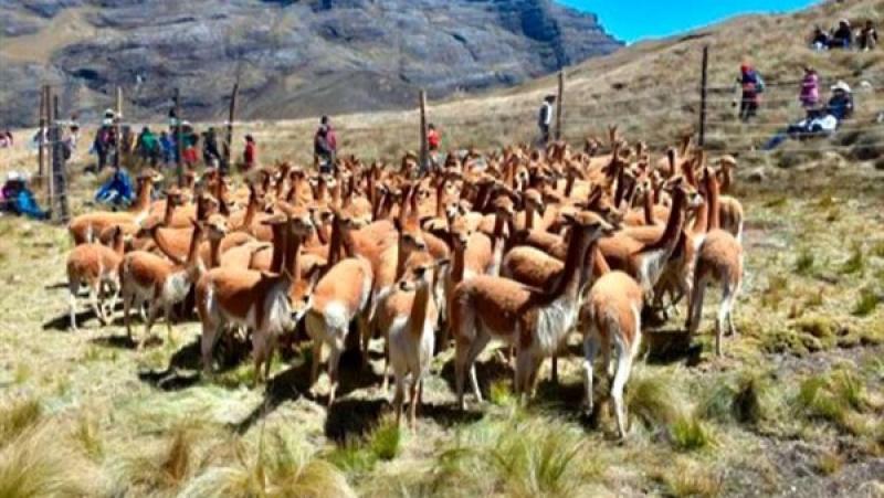 Esquilan 1.300 vicuñas en región La Libertad