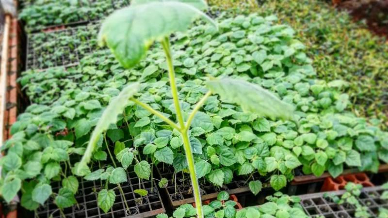 Establecen requisitos fitosanitarios obligatorio para la importación de material de propagación de kiri de Argentina