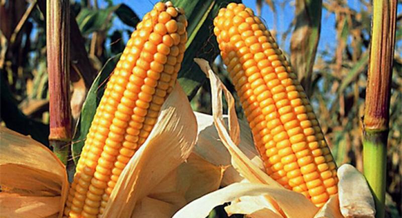 ESTABLECEN REQUISITOS FITOSANITARIOS PARA IMPORTACIÓN DE MAÍZ DE ESPAÑA