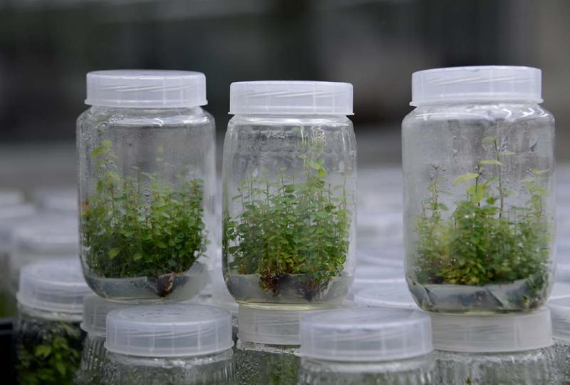 Establecen requisitos fitosanitarios para la importación de plantas in vitro de arándano provenientes de la empresa Planasa Viveros en España