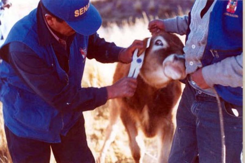 ESTABLECIMIENTOS DE LA U.E. DEDICADOS A EXPORTAR PRODUCTOS PECUARIOS ESTÁN HABILITADOS PARA COMERCIALIZAR EN PERÚ