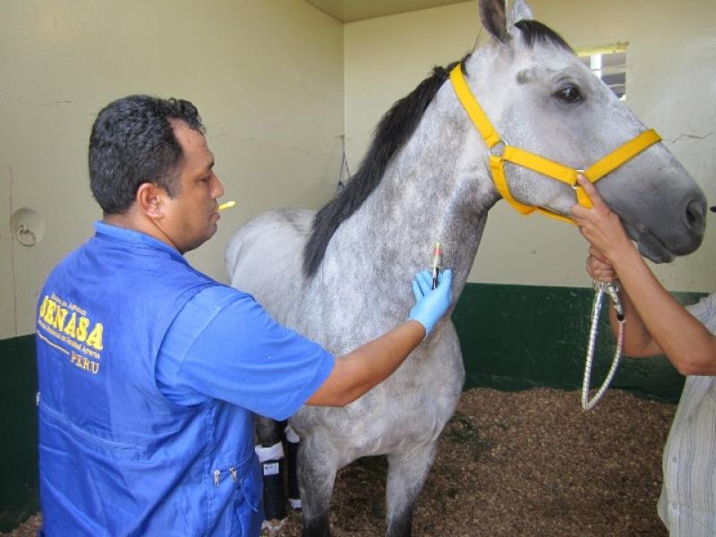 ESTADO SANITARIO DE CABALLOS QUE COMPETIRÁN EN “GRAN PREMIO LATINOAMERICANO 2014” ESTÁ GARANTIZADO