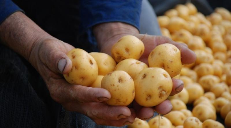 Estados Unidos es el principal comprador de papa amarilla congelada de Perú