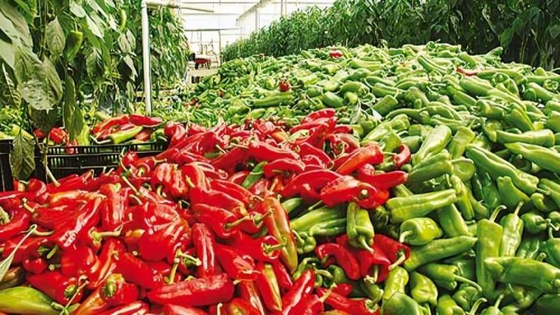 Estados Unidos fue el principal destino de los jalapeños exportados por Perú en julio de este año