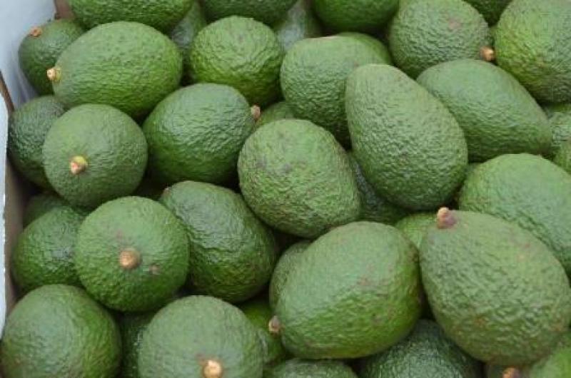 Estados Unidos incrementa su importación de cítricos y arándanos y disminuye las de aguacates y bananos en octubre