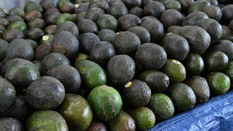 Estados Unidos suspende importaciones de palta de Michoacán por retención de dos inspectores