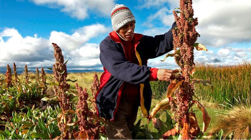 Este año se realizaría el primer envío de quinua peruana a China