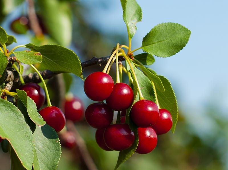 Estiman pérdidas millonarias para los productores chilenos de cerezas por las lluvias