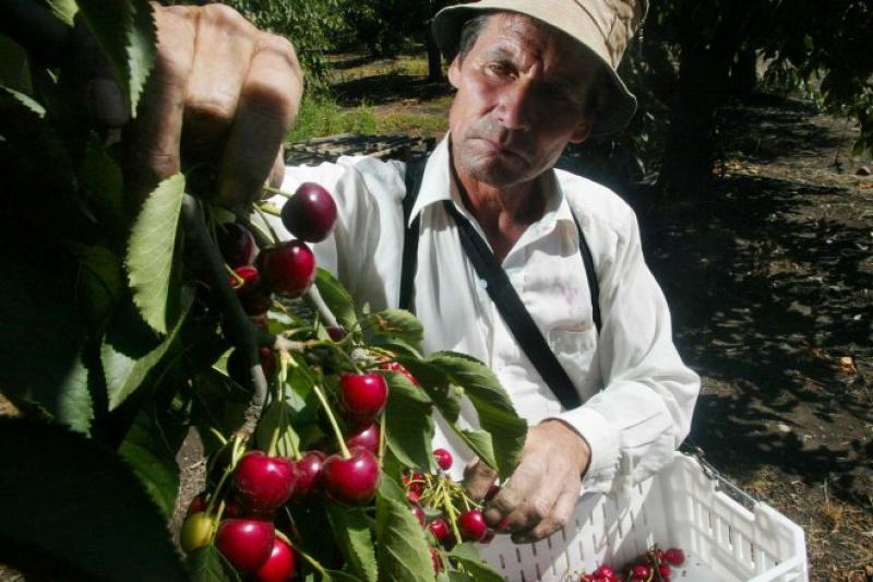 Evalúan zonas idóneas para desarrollar cerezas en Perú