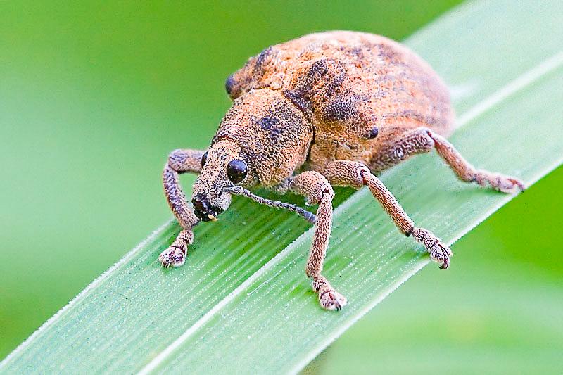 EVITARÁN PÉRDIDAS CON TECNOLOGÍA QUE COMBATE “GORGOJO DE LOS ANDES”