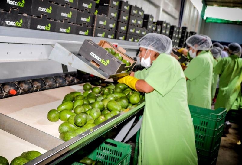 Experiencia agroexportadora en la costa debe ser replicada en la sierra