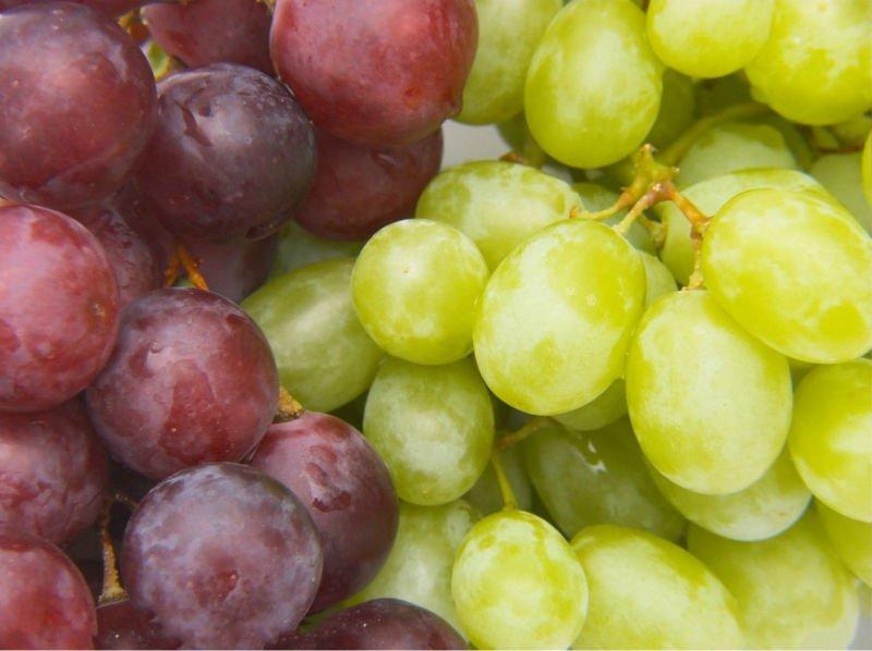 EXPERTOS ISRAELÍES DESARROLLAN UVAS QUE MADURAN TODO EL AÑO