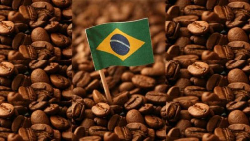 Exportación de café en grano de Brasil cayó 27.3% en volumen y 13% en valor