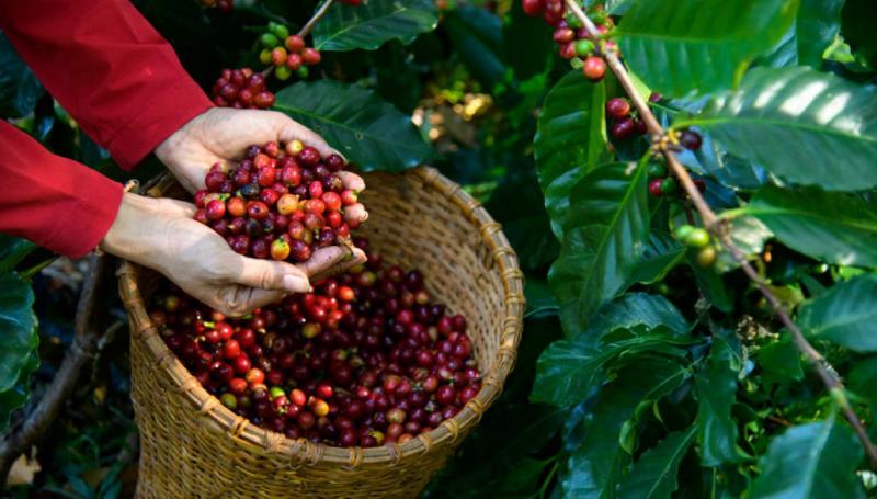 Exportación de café superaría los US$ 1.600 millones debido a alto precio internacional