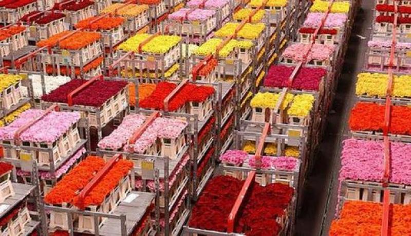 Exportación de flores recobra impulso