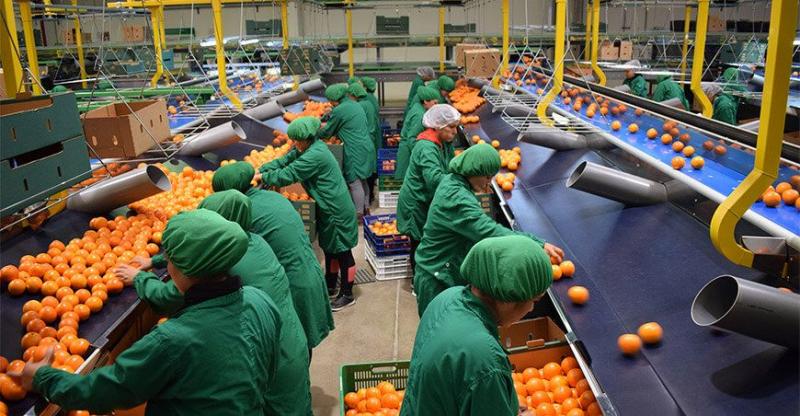 Exportación de frutas y hortalizas frescas de España creció 16% en volumen y 17% en valor en  agosto de 2024