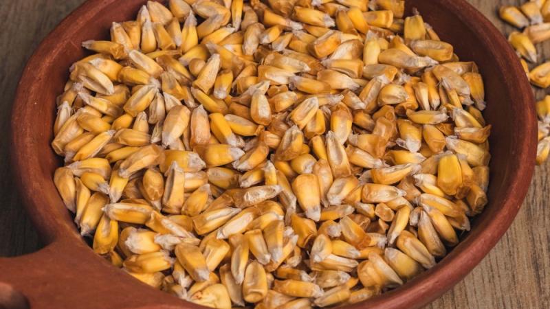 Exportación de maíz chullpi sumaron US$ 2 millones en primer trimestre del año