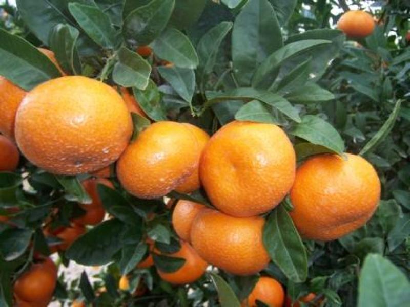 EXPORTACIÓN DE MANDARINA REGISTRÓ CRECIMIENTO ANUAL DE 31%