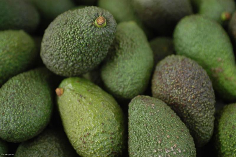 Exportación de palta chilena cayó 30% en temporada 2022/2023