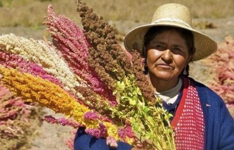 EXPORTACIÓN DE QUINUA ALCANZÓ LOS US$ 27 MILLONES