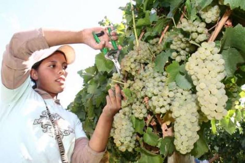 EXPORTACIÓN DE UVA DE MESA BORDEARÍA LOS US$ 450 MILLONES