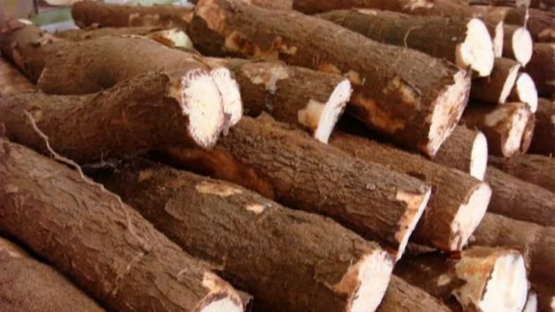 Exportación de yuca supera los US$ 615 mil