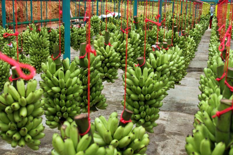 EXPORTACIÓN LAMBAYECANA DE BANANO ORGÁNICO A ALEMANIA CRECIÓ 446%