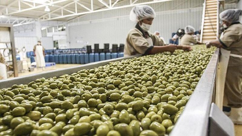 Exportación peruana de aceituna creció en valor 27.7%, en este primer bimestre