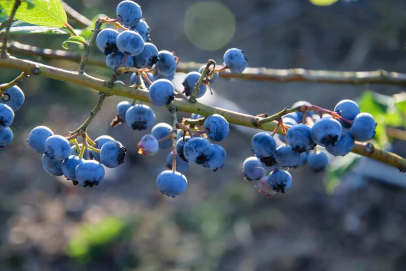 Exportación peruana de arándanos caen -39% en volumen respecto al año anterior