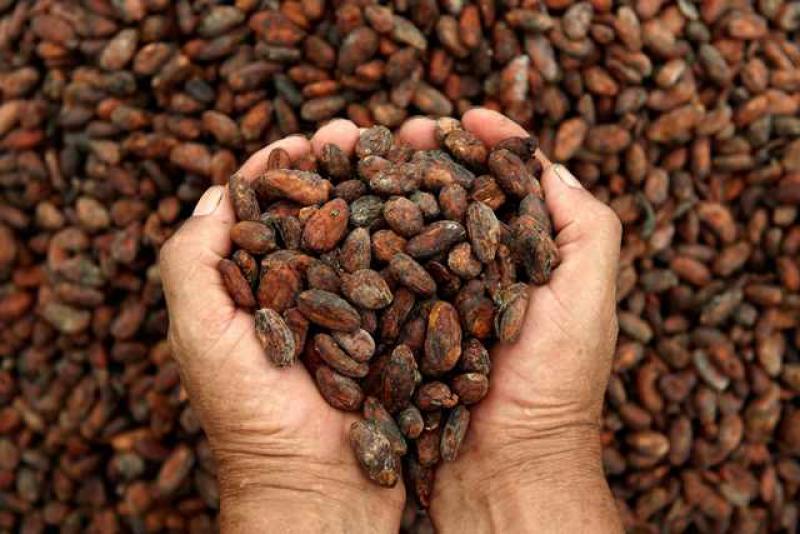 EXPORTACIONES  DE CACAO DE COOPERATIVA ORO VERDE CRECERÍAN 500% 